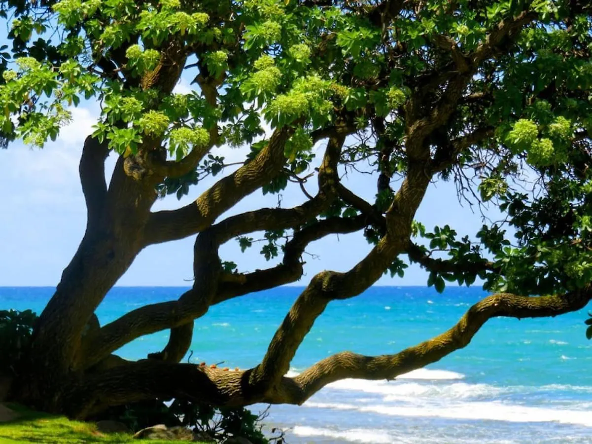 Fantastic Location On The Golf Course Near The Beach Kahuku Dom wakacyjny